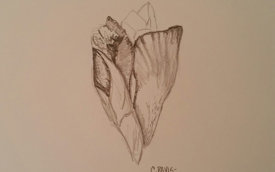 Iris Bud (Flower Study #1)