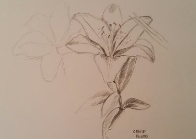 Asiatic Lily (Flower Study #2)