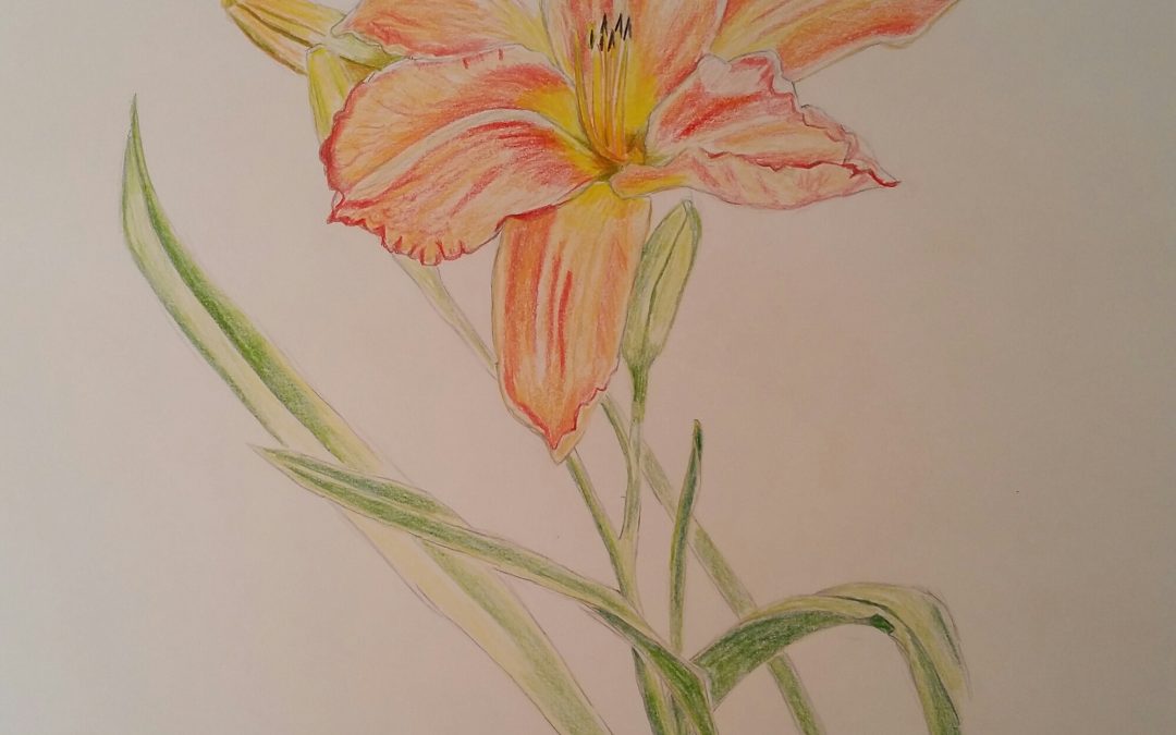 Day Lily (Flower Study #4)